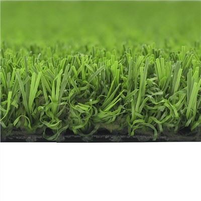 Turf Grass